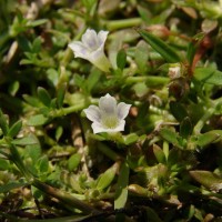 Dentella repens (L.) J.R.Forst. & G.Forst.